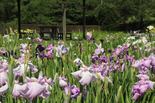 花しょうぶ20250619-3