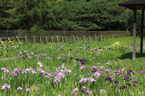 花しょうぶ20250619-4