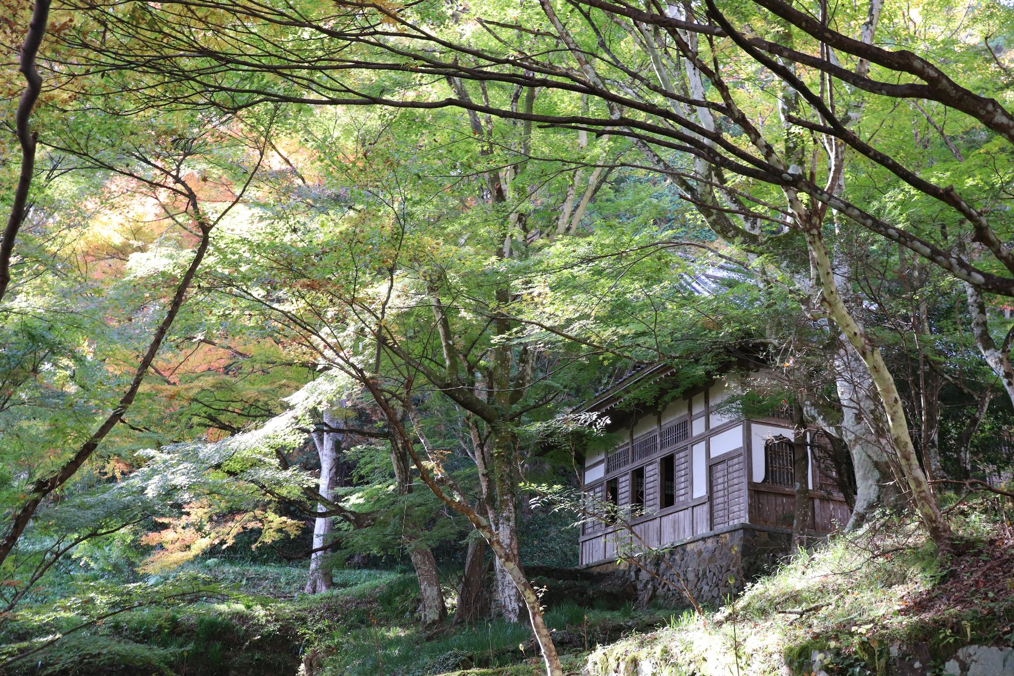 大洞院