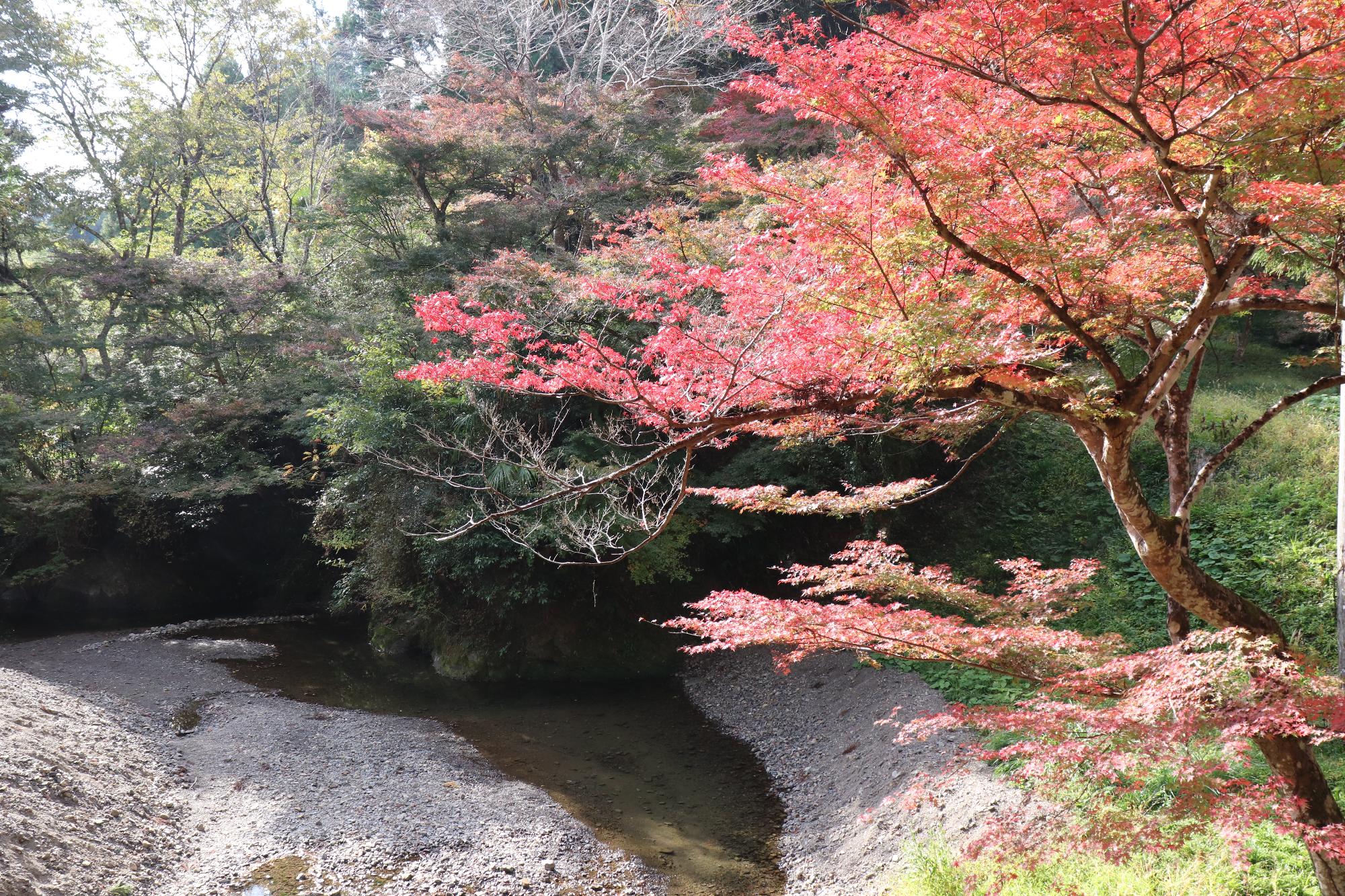 大洞院紅葉