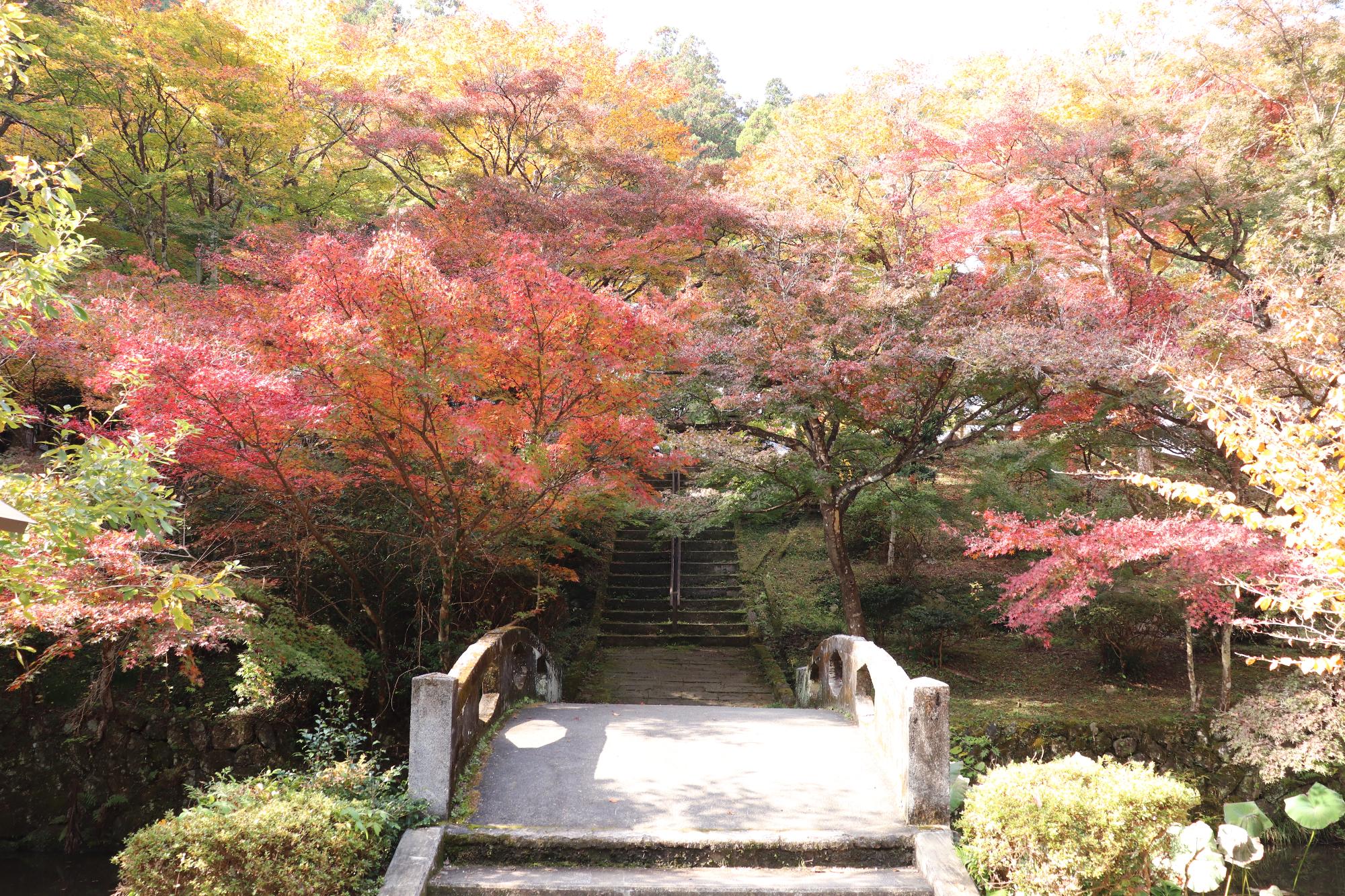 大洞院紅葉