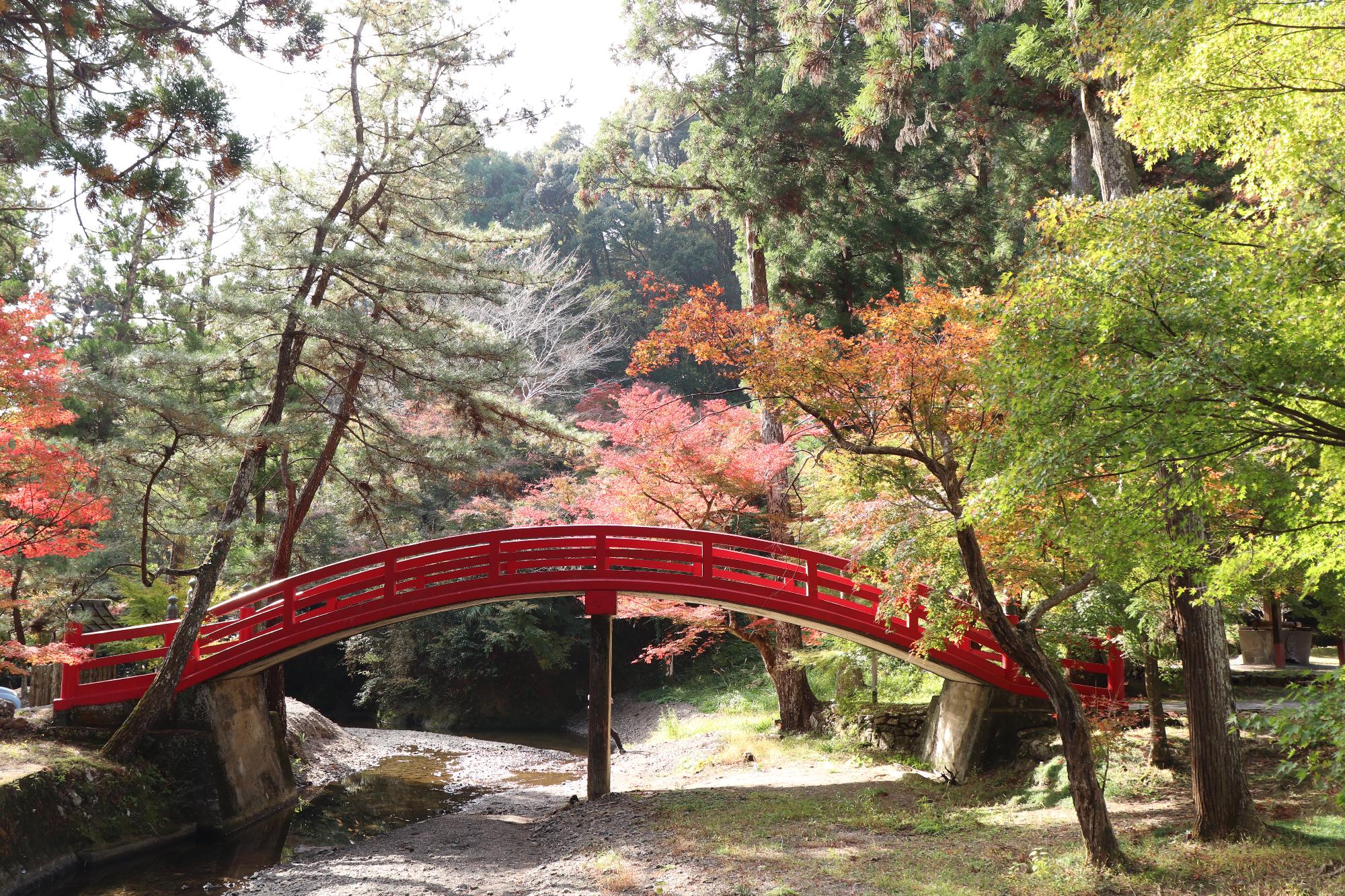 大洞院紅葉