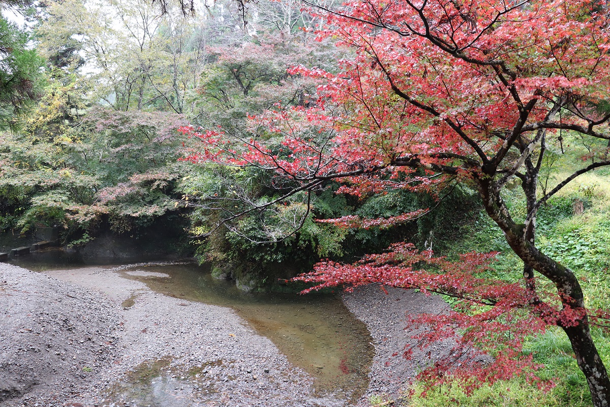 大洞院紅葉
