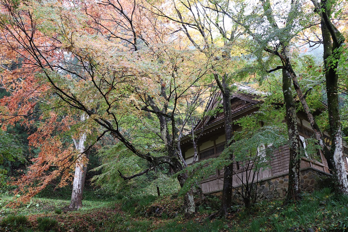 大洞院紅葉