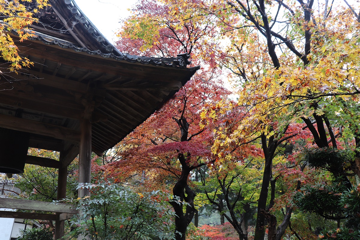 大洞院紅葉