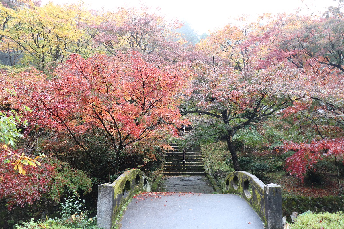 大洞院紅葉