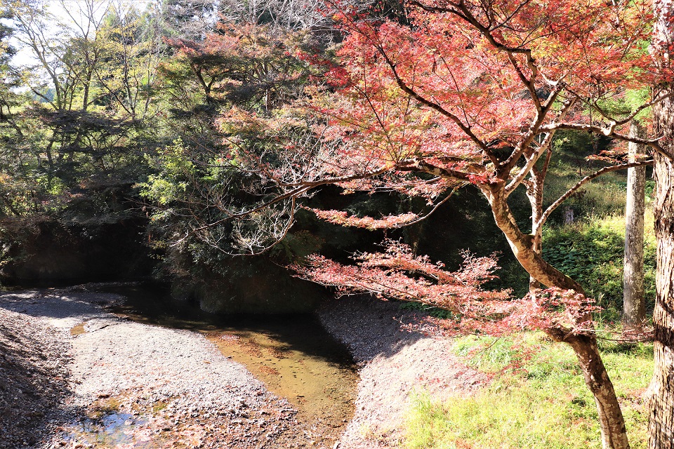 大洞院紅葉