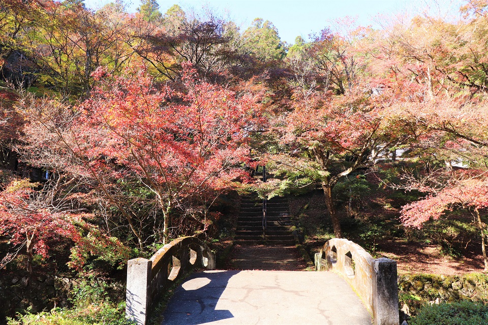 大洞院紅葉