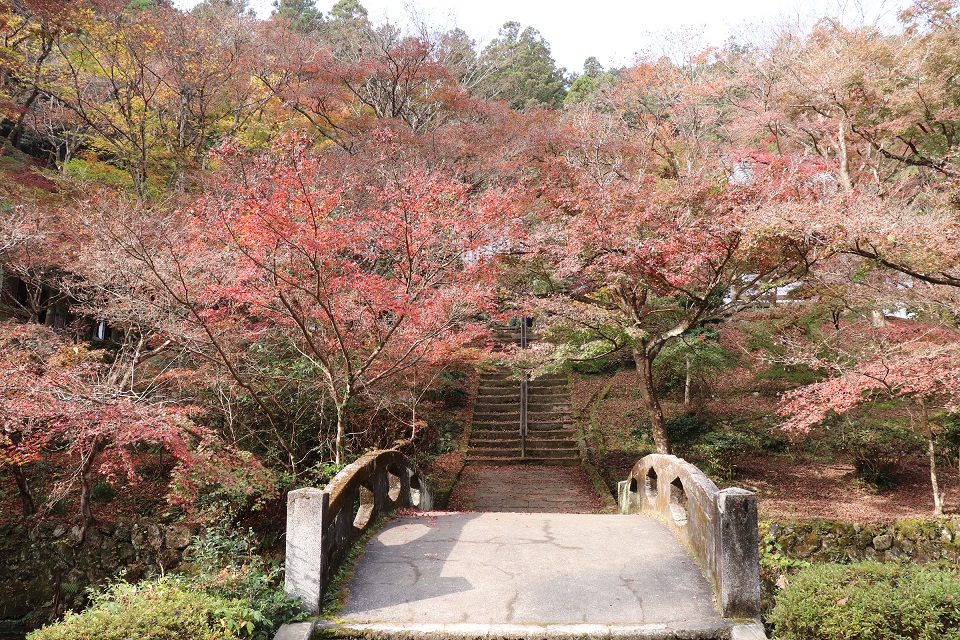 大洞院紅葉