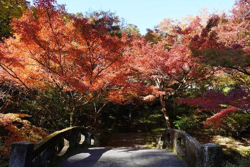 大洞院紅葉