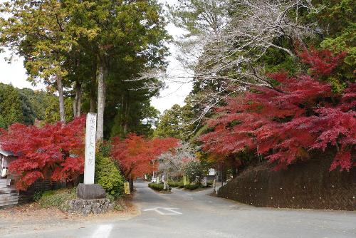 大洞院紅葉