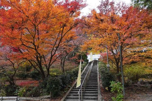 大洞院紅葉