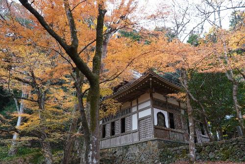 大洞院紅葉