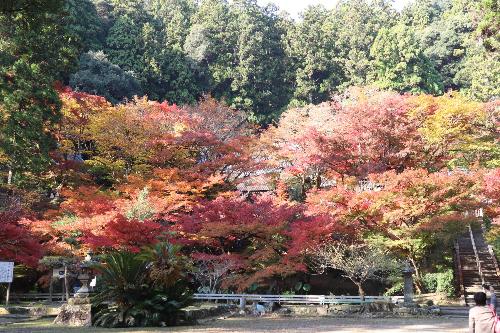 紅葉