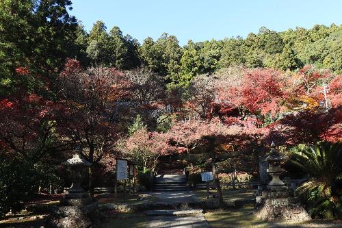 紅葉