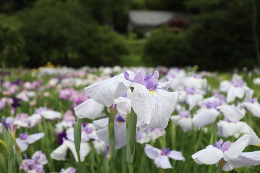 花しょうぶ