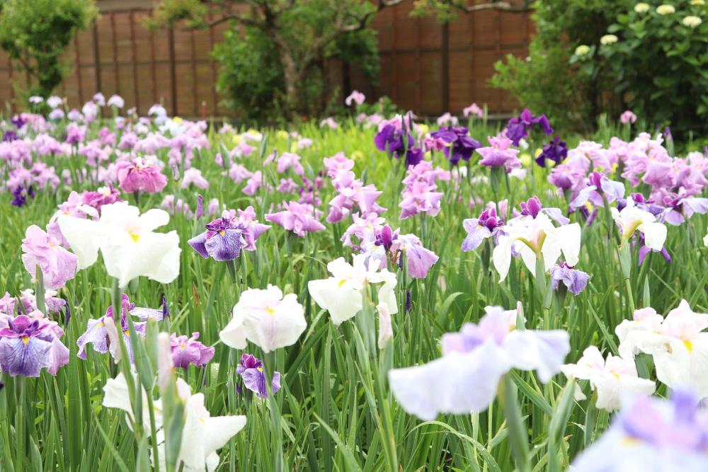 花しょうぶ
