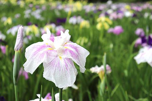 令和8年度6月8日時点開花状況花菖蒲02