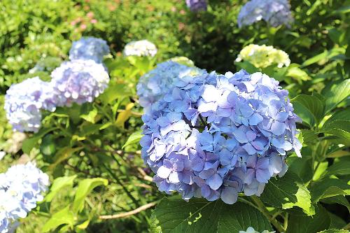 令和8年度あじさい2026年6月10日時点2