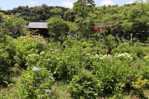 令和8年度あじさい園6月10日時点3