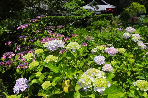 令和8年度あじさい園2026年6月10日時点4