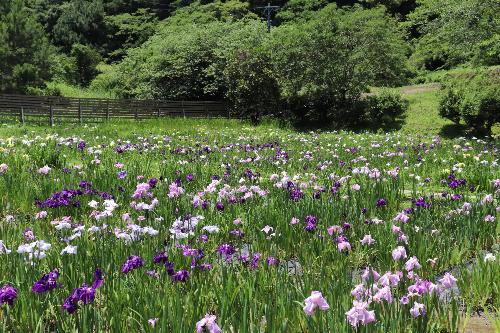 令和8年度はなしょうぶ2026年6月10日時点1