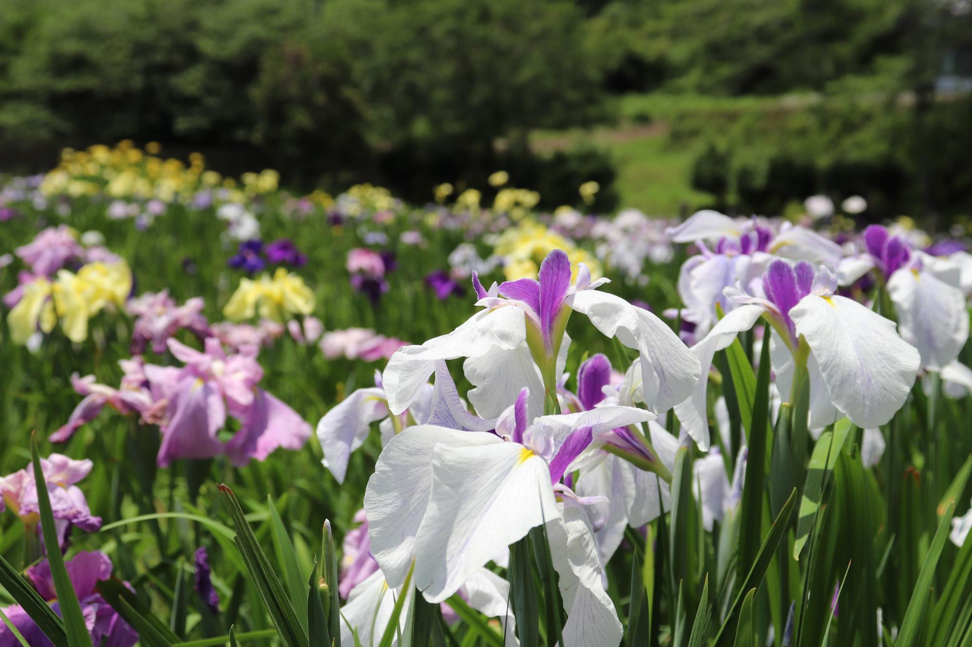 花菖蒲園2026年6月10日時点4