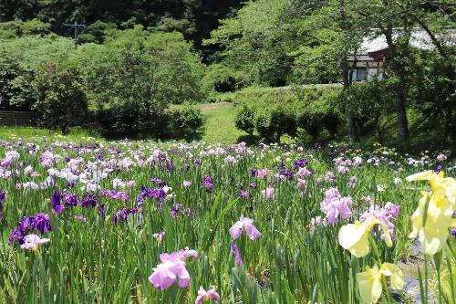 令和8年度花菖蒲園2026年6月10日時点3