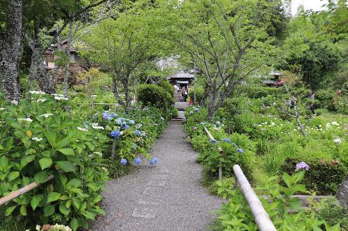 令和8年6月15日あじさい園開花状況1