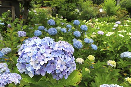 令和8年あじさい園開花状況6月15日時点