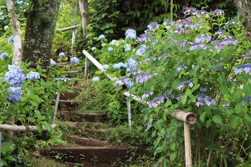 令和8年度あじさい園開花状況6月15日時点3