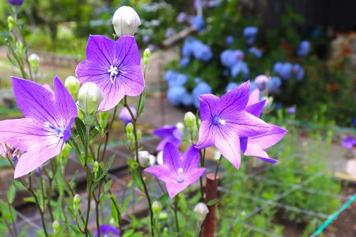 令和8年度ききょう園6月15日時点