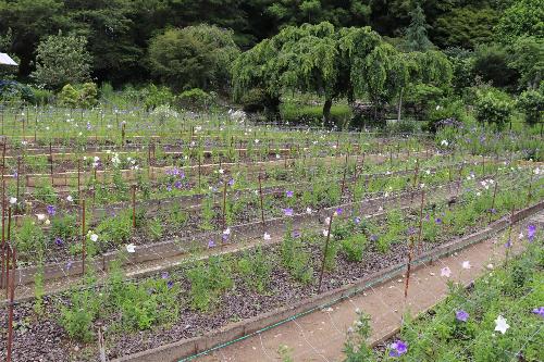 令和8年度キキョウ園6月15日時点開花状況2