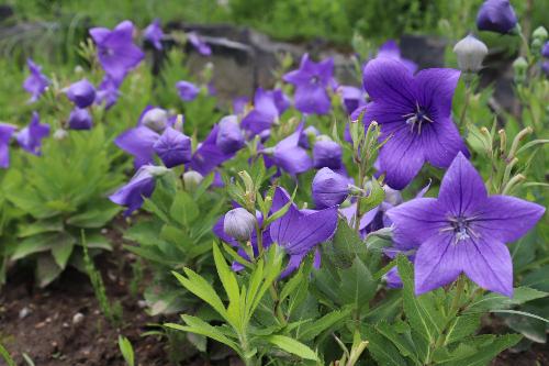 令和8年度ききょう園開花状況6月15日時点3