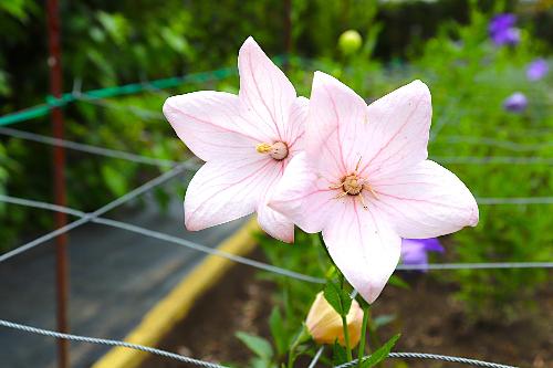 令和8年度ききょう園開花状況6月15日時点4