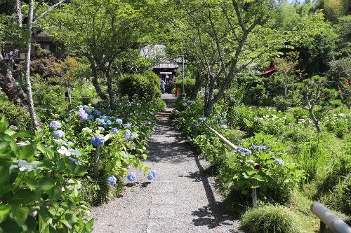 令和8年度あじさい園6月17日時点開花状況1