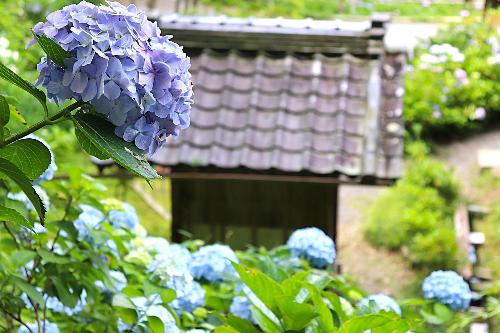 令和8年あじさい園6月17日時点開花状況2