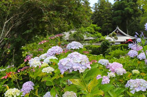 令和8年度あじさい園6月17日時点開花状況4
