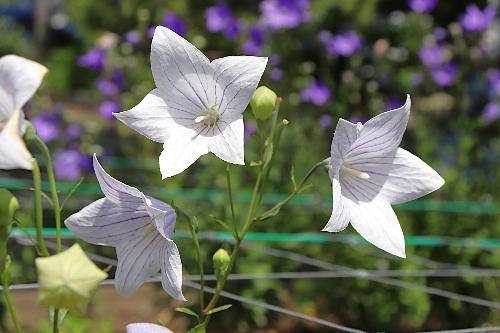 令和8年度キキョウ園6月17日時点開花状況1