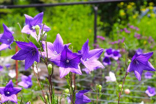 令和8年度ききょう園開花状況6月17日時点2