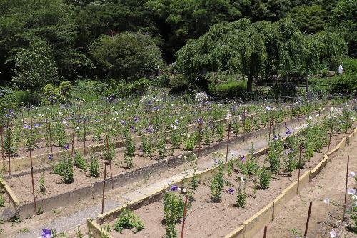 令和8年度ききょう園6月17日時点開花状況3
