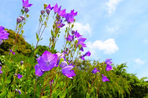 令和8年度キキョウ園6月17日時点開花状況4