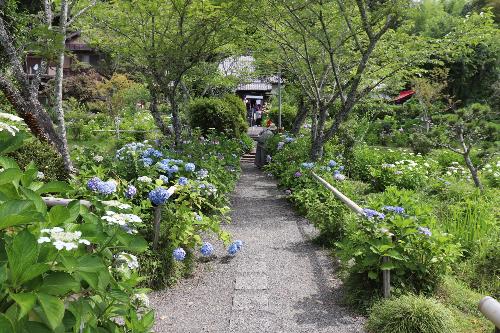 令和8年度あじさい園6月19日時点