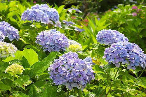 令和8年度あじさい園開花状況6月19日時点2