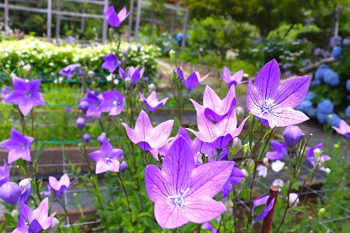 令和8年度ききょう園開花状況6月19日時点