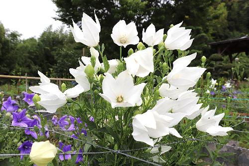 令和8年度ききょう園開花状況6月19日時点2
