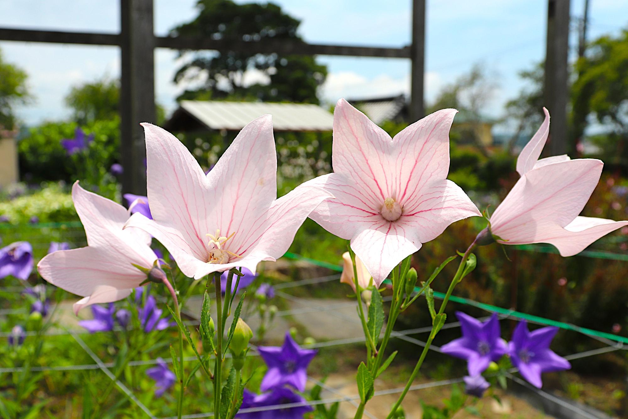 令和8年度ききょう園開花状況6月19日時点4