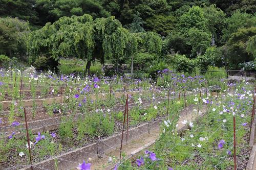 令和8年度ききょう園開花状況6月19日時点3