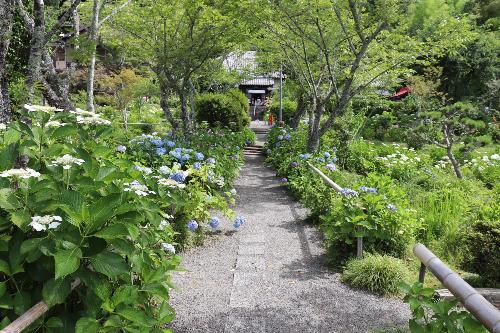 令和8年度あじさい園6月22日時点開花状況
