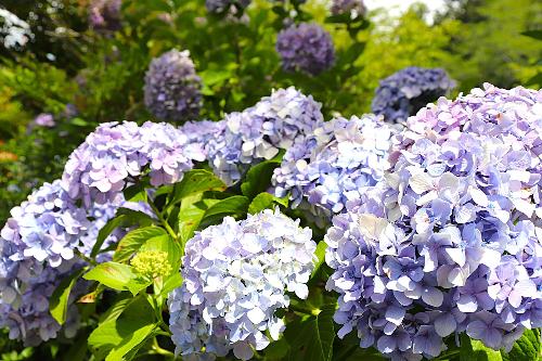令和8年度あじさい園6月22日開花状況2